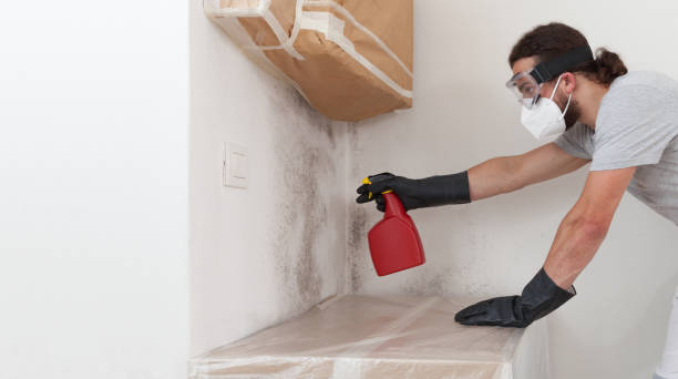 Professional Mold Removal technician working in Palisades Park, NJ