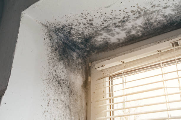 Affordable Mold Removal solutions in Palisades Park, NJ